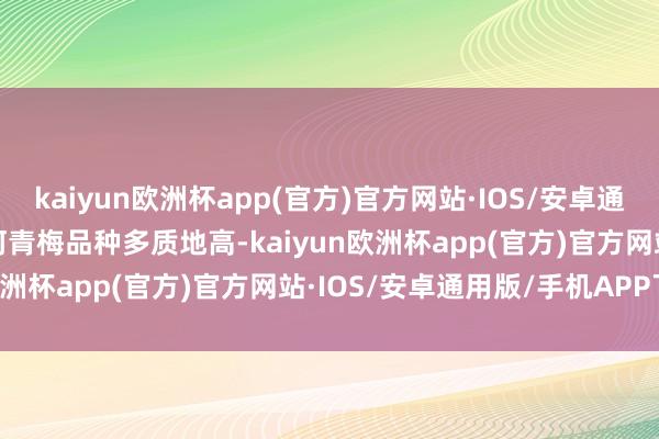 kaiyun欧洲杯app(官方)官方网站·IOS/安卓通用版/手机APP下载  陆河青梅品种多质地高-kaiyun欧洲杯app(官方)官方网站·IOS/安卓通用版/手机APP下载