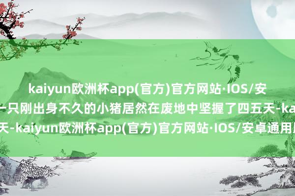 kaiyun欧洲杯app(官方)官方网站·IOS/安卓通用版/手机APP下载一只刚出身不久的小猪居然在废地中坚握了四五天-kaiyun欧洲杯app(官方)官方网站·IOS/安卓通用版/手机APP下载